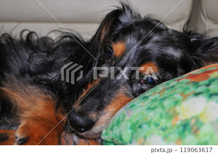 部屋でくつろぐ我が家の可愛いダックスフント 119063617