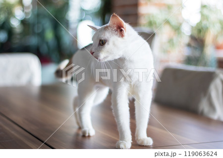 A beautiful white cat is standing gracefully on a wooden table 119063624