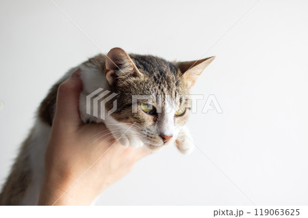 A detailed closeup image of an individual gently holding a cat 119063625