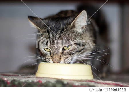 A domestic cat is happily eating from a bright yellow bowl 119063626