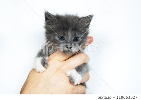 A person is gently holding a small gray and white kitten in their hand 119063627