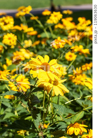 A beautiful bunch of vibrant yellow flowers are growing in a lovely garden 119063630