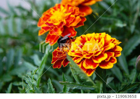 A detailed view of a bee on a vibrant marigold blossom A detailed view of a bee on a vibrant marigold blossom 119063658