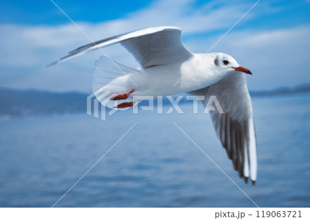 フェリーからみるカモメ フェリーからみるカモメ 119063721