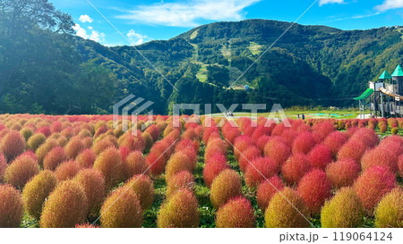 たくさんのコキア　新潟県越後湯沢　風景 119064124
