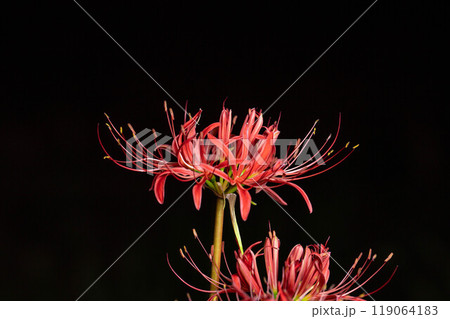 【花素材】彼岸花・黒バック【長野県】 【花素材】彼岸花・黒バック【長野県】 119064183