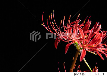 【花素材】彼岸花・黒バック【長野県】 119064191