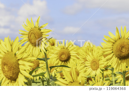 青空とひまわり 119064368