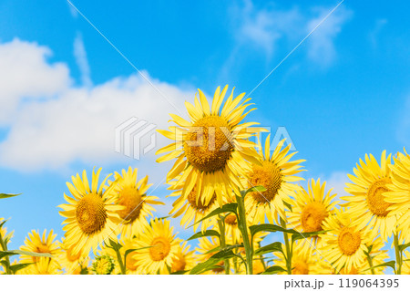 青空とひまわり 青空とひまわり 119064395