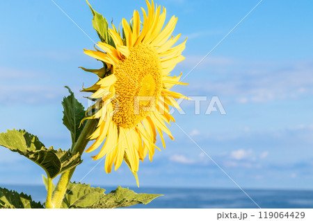 海辺に咲くひまわり 119064429