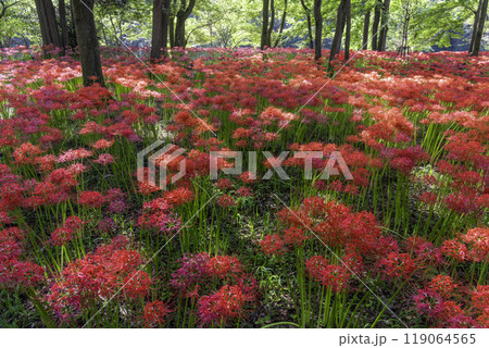 満開の彼岸花 119064565