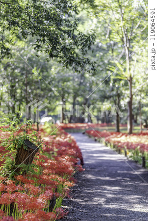 満開の彼岸花 119064591