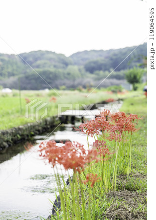満開の彼岸花 119064595