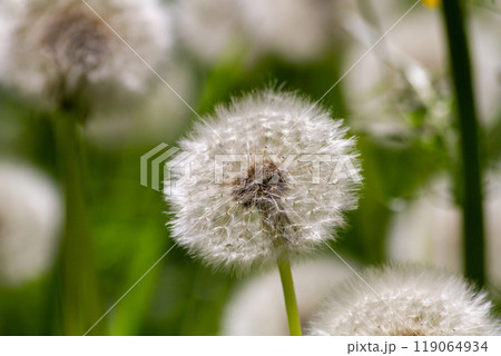 Dandelion close-up on a green background Dandelion close-up on a green background 119064934