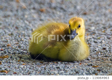 A close-up of a Canada geese duckling. 119064963