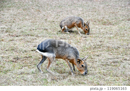 草を食べるマーラ 119065163