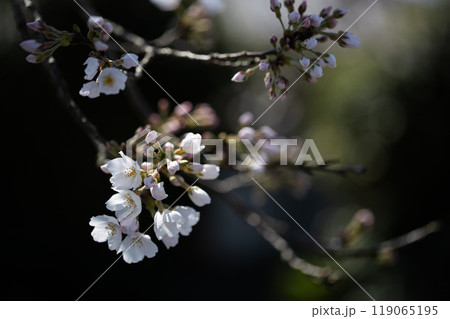 5分咲きのソメイヨシノ 日陰で咲く桜 5分咲きのソメイヨシノ 日陰で咲く桜 119065195