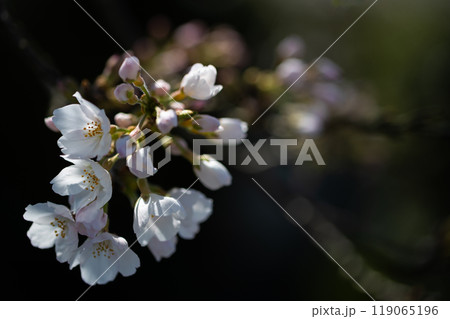 5分咲きのソメイヨシノ　日陰で咲く桜 119065196
