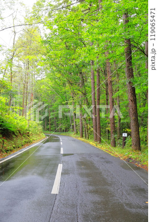 森の道 白糸ハイランドウェイ/長野県軽井沢町 森の道 白糸ハイランドウェイ/長野県軽井沢町 119065471