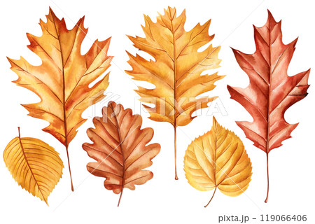 Realistic fall oak, birch leaves, warm autumn colors, hand-painted watercolor illustrations for nature-inspired project 119066406