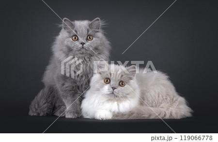 British Longhair cats on black background 119066778