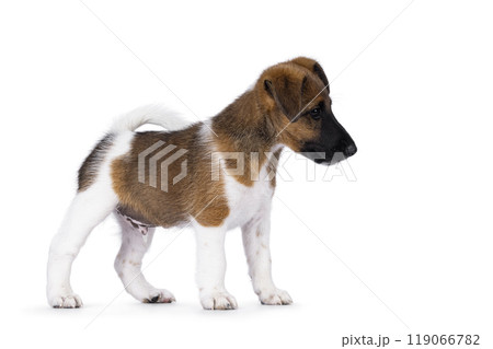 Smooth Fox Terrier pup on white background Smooth Fox Terrier pup on white background 119066782