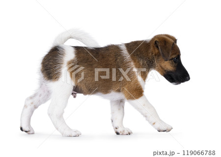 Smooth Fox Terrier pup on white background Smooth Fox Terrier pup on white background 119066788
