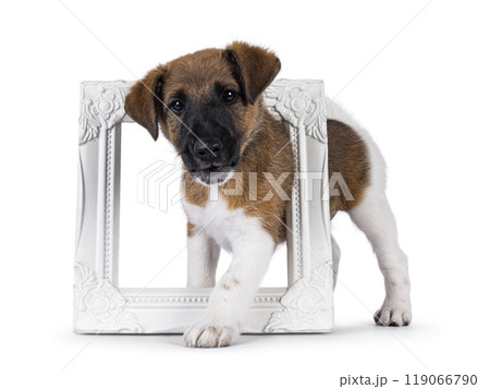 Smooth Fox Terrier pup on white background Smooth Fox Terrier pup on white background 119066790