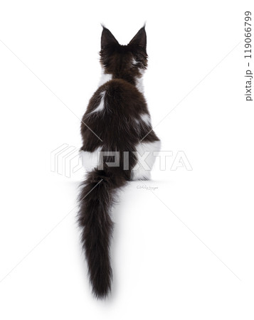 Maine Coon kitten on white background Maine Coon kitten on white background 119066799