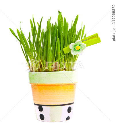 green grass green grass 119066870