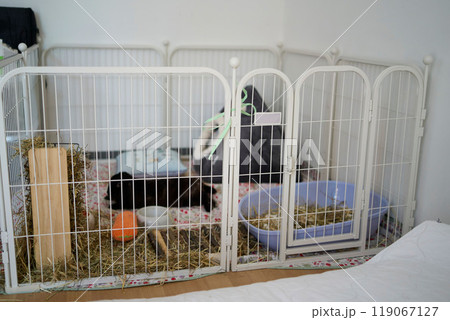 pet rabbit in a large cage in a student dormitory room 119067127