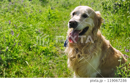 adorable golden retriever dog outdoors 119067286