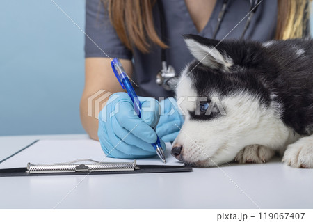 Veterinarian writing with puppy nearby 119067407