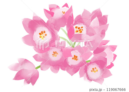 コルチカムの花のカード4 119067666