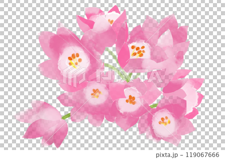 コルチカムの花のカード4 119067666