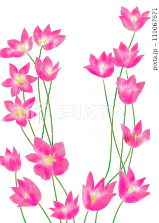 コルチカムの花のカード9 コルチカムの花のカード9 119067671