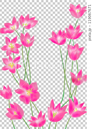 コルチカムの花のカード9 コルチカムの花のカード9 119067671