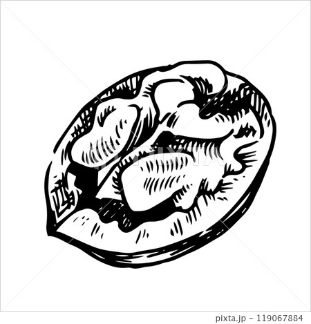 walnut illustration. linear drawing in sketch style 119067884