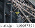 木に留まるめじろ 119067894