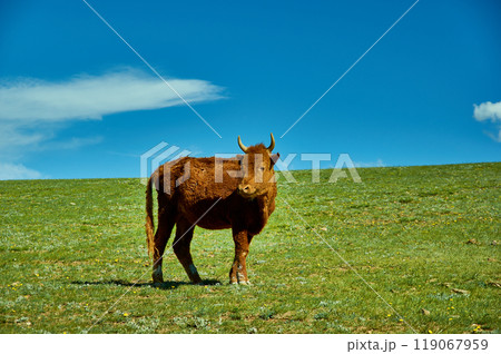 Mongolian cows in a mountain meadow Mongolian cows in a mountain meadow 119067959