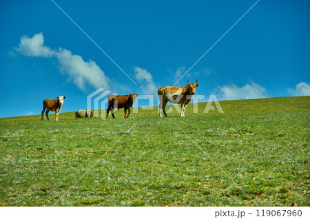 Mongolian cows in a mountain meadow 119067960
