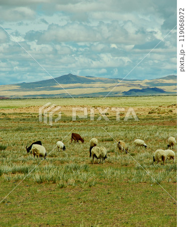 Mongolian pastures in the area Zavkhan Rive 119068072