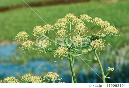 Heracleum Heracleum 119068104
