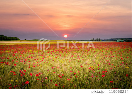 red poppies fields in Normandy, france 119068234