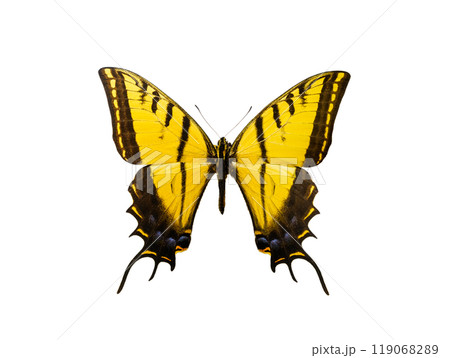 Papilio multicaudata pusillus isolated on white background Papilio multicaudata pusillus isolated on white background 119068289