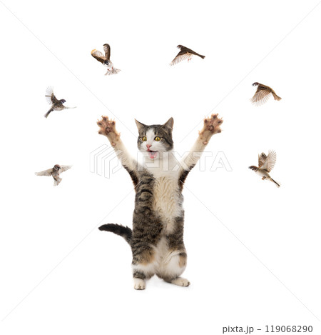 cat and flying sparrows isolated on white background cat and flying sparrows isolated on white background 119068290