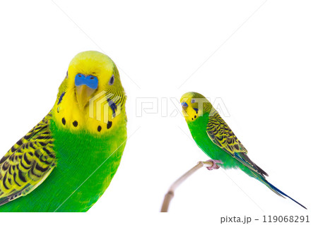 green wavy budgie sitting on a stick is isolated 119068291