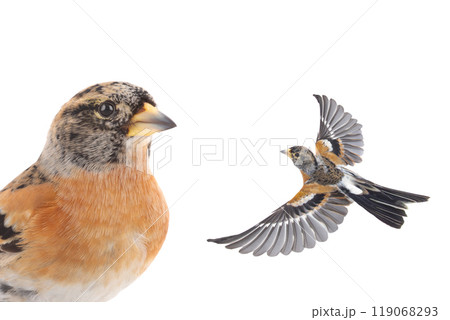 brambling bird in flight isolated on white background. 119068293