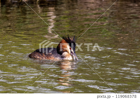 Great Crested Grebe, Podiceps cristatus has caught a fish. 119068378