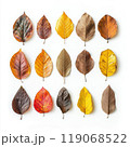 A collection of autumn leaves neatly laid out on a white background 119068522